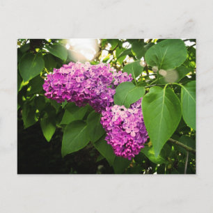 Lilacs in der Sonne Postkarte