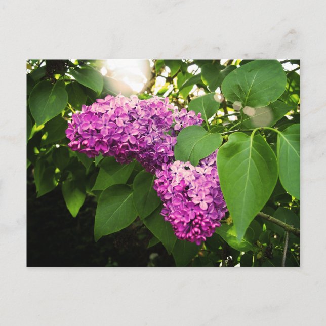 Lilacs in der Sonne Postkarte (Vorderseite)