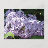 Lilacs in Vollblut