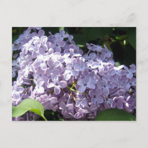 Lilacs in Vollblut Postkarte