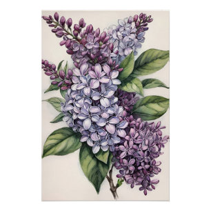 Lilacs Lila Lilac Bush Illustration Poster