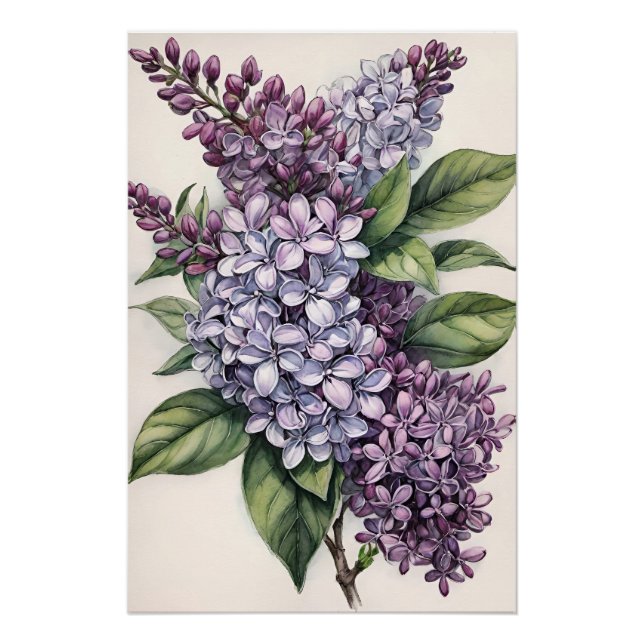 Lilacs Lila Lilac Bush Illustration Poster (Vorderseite)