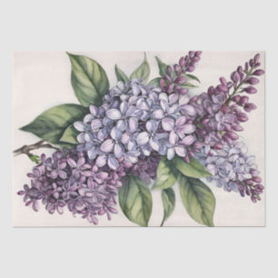 Lilacs Lila Lilac Bush Illustration Seidenpapier