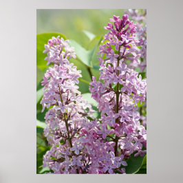 Lilacs P5390 Print Poster