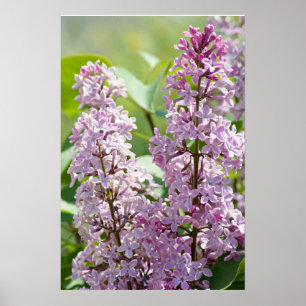 Lilacs P5390 Print Poster