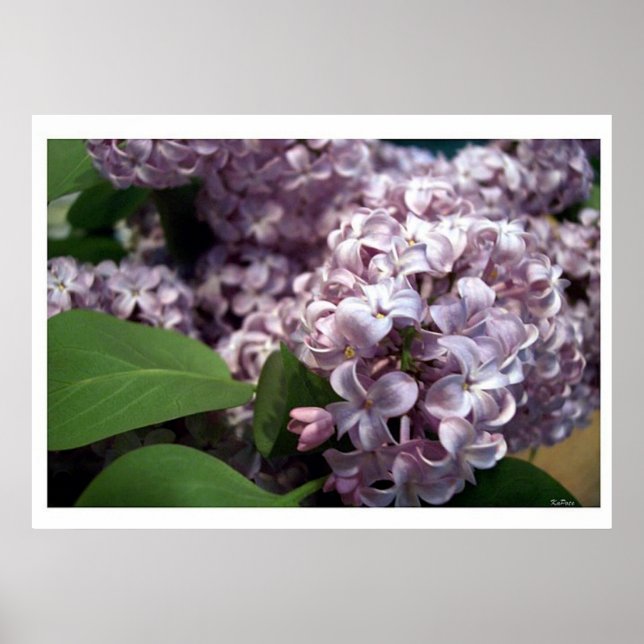 Lilacs Poster (Vorne)