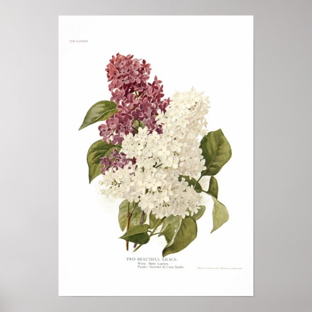 Lilacs Poster (Vorne)