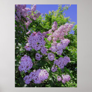 Lilacs Poster