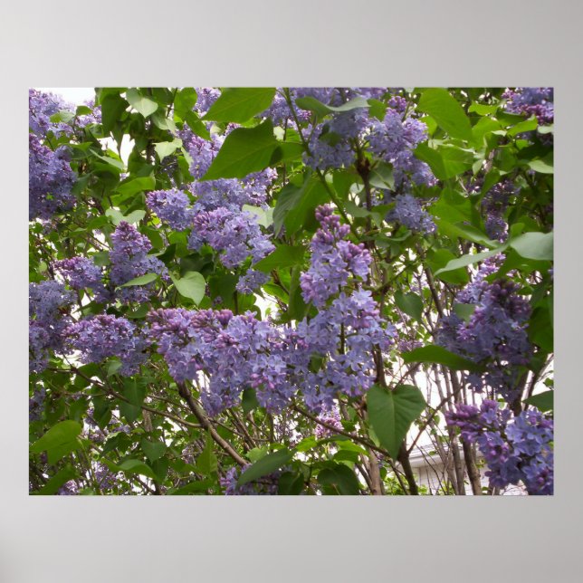 Lilacs Poster (Vorne)