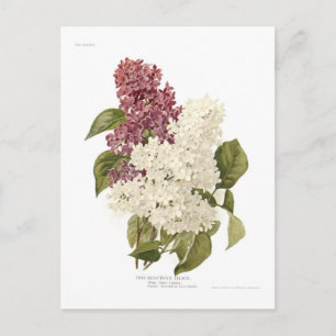 Lilacs Postkarte