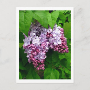 Lilacs Postkarte