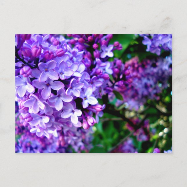 Lilacs Postkarte (Vorderseite)