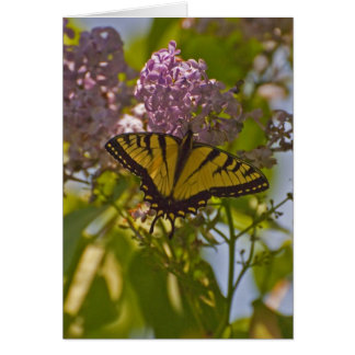 Lilacs und Butterfly