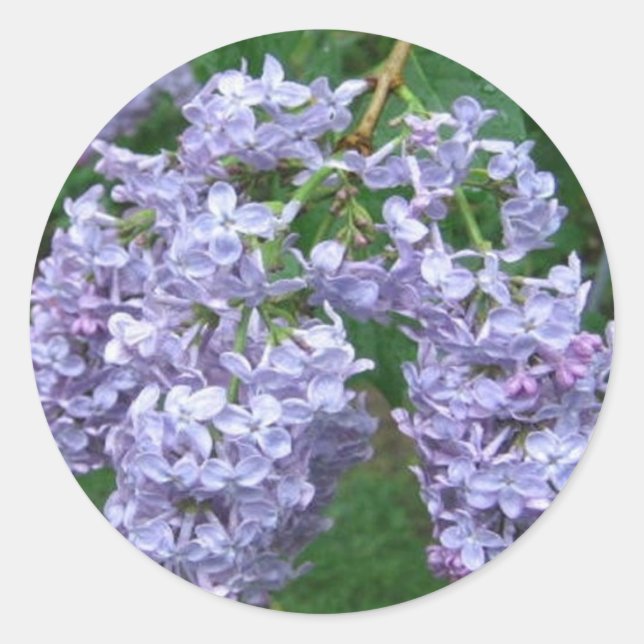 Lilacs zum Muttertag Runder Aufkleber (Vorderseite)