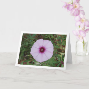 Lilafarbenes Trichterwinde, Mallow-Seide Wildblume Karte
