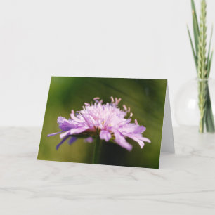 Lilak-Schabiosen- (Knautia arvensis) Blüte Karte