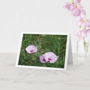 Lilak-Trichterwinde, Mallow-Bindweed-Wildblumen Karte