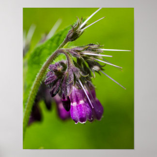 Lilas-Blumenposter Poster