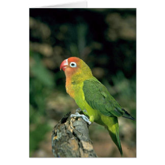 Lilians Lovebird