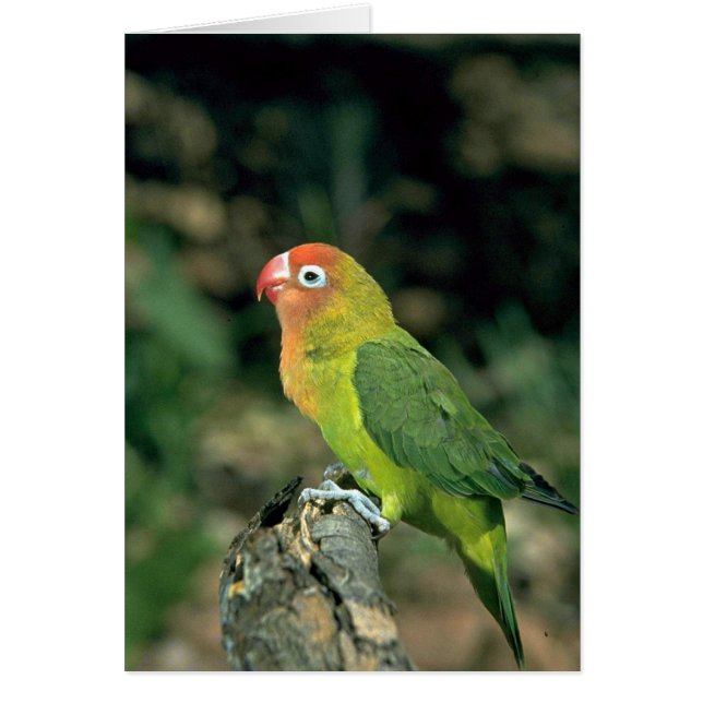 Lilians Lovebird (Vorne)
