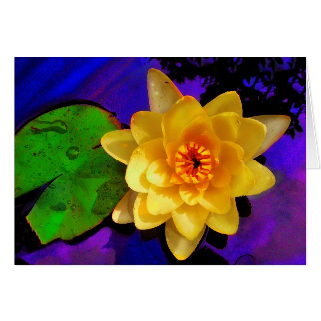 Lilie des gelben Wassers (Vorderseite (Horizontal))