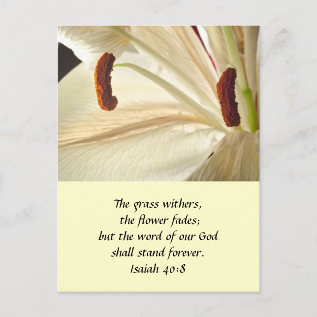 Lilie des Lichts Postkarte (Vorderseite)