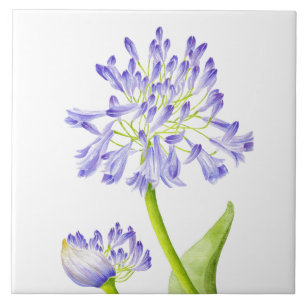 Lilie des Nils auf einer Keramik-Fliese Fliese