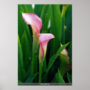 Lilie des rosa Calla Poster
