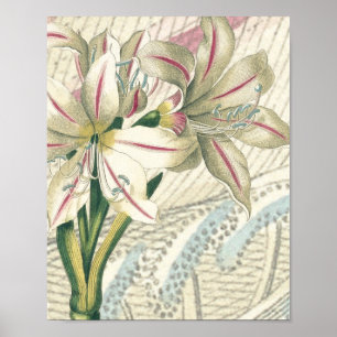 Lilie mit Erweiterung Poster