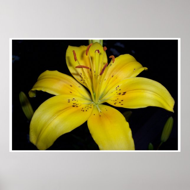 Lilie Poster (Vorne)