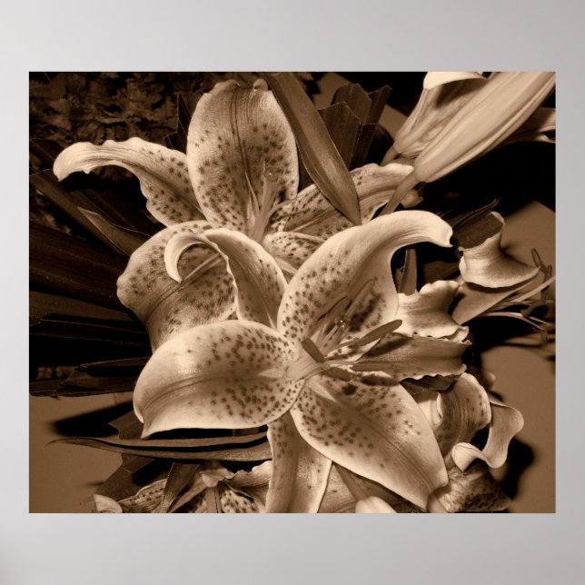 Lilie Poster (Vorne)