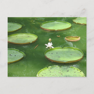 Lilie Postkarte
