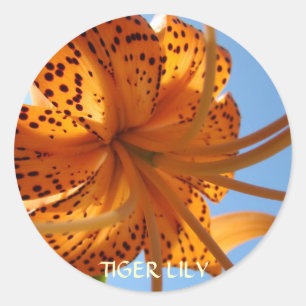 LILIEN-AUFKLEBER orange Runder Aufkleber