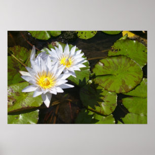 Lilien-Auflage-Druck Poster