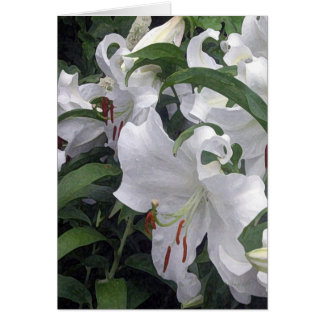 Lilien-Garten