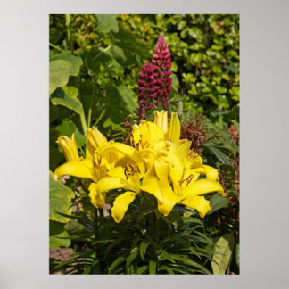 Lilien im Garten. Poster