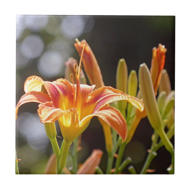 Lilien in der Sonne Fliese (Vorderseite)