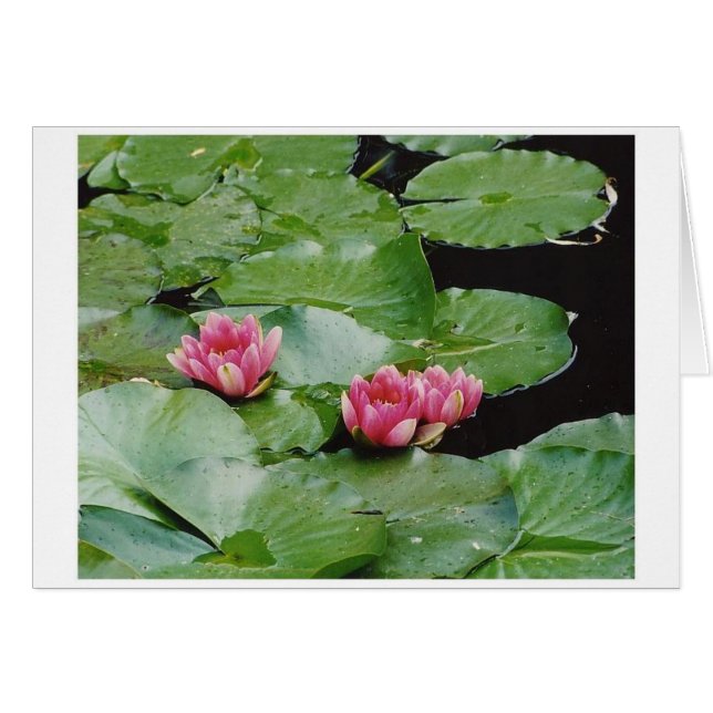 Lilien, Monet's House, Giverny, Frankreich (Vorderseite (Horizontal))