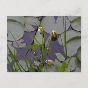 Lilien Postkarte