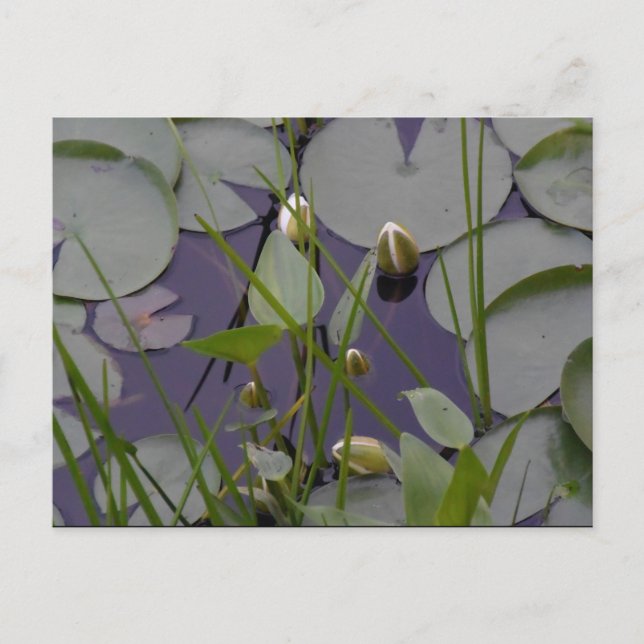 Lilien Postkarte (Vorderseite)