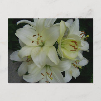 Lilien Postkarte