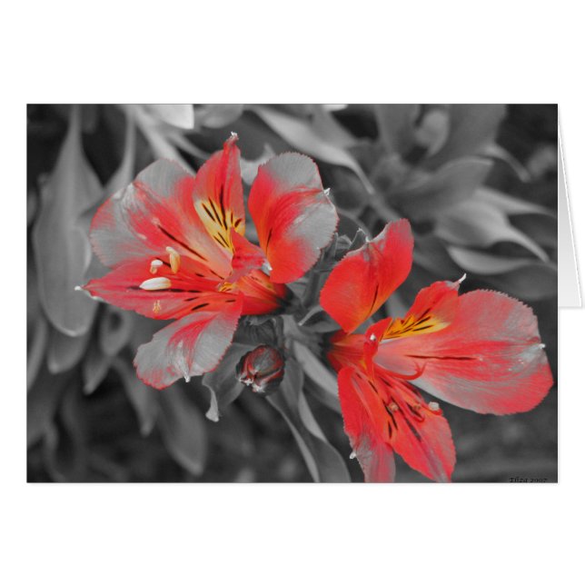 Lilien Schwarz/Weiß (Vorderseite (Horizontal))