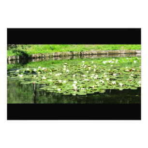 Lilien Tiergarten Fotodruck