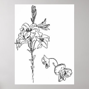Lilien-und Mohnblumen-Blumen-Linie Zeichnen Poster