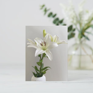 Lilien-Wiegenlied   Weiße einfache Blumenmalerei Postkarte