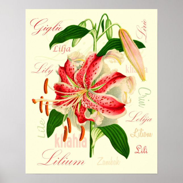 Lilienblumen Poster (Vorne)