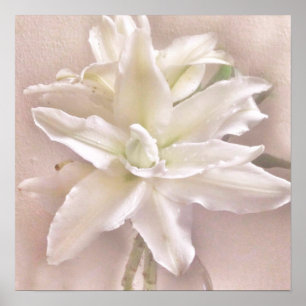 Lilienblüten erröten poster