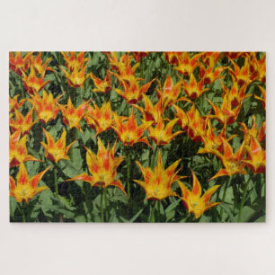 Lilienblütige Tulpe "Fly away." Orange. Puzzle
