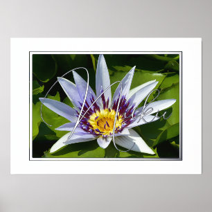 Lilienfolien, gelb und Lila Foliendrucke