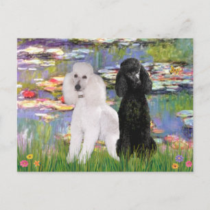 Lilies2-Standard Poodles (schwarz & weiß) Postkarte